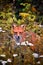 Vertical closeup shot of a red fox (Vulpes vulpes) in the forest