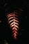 Vertical closeup shot of a red segmented leaf illuminated with light in a pitch-black background