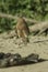 Vertical closeup shot of a redshank bird standing on the sandy ground with blurred background