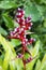 Vertical closeup shot of Redshank flower buds