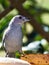 Vertical closeup shot of a sayaca tanager bird (Tangara sayaca) in Brazil