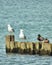 Vertical closeup shot of seagulls and wild ducks on wooden stands in a calm sea water