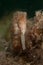 Vertical closeup shot of a seahorse under the water