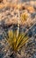 Vertical closeup shot of sharp grass branches growing in the desert