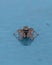 Vertical closeup shot of a Sitticus spider standing on a blue surface