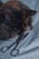 Vertical closeup shot of a sleeping tortoiseshell cat