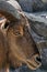 Vertical closeup shot of the snout of a wild goat with big horns