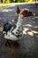Vertical closeup shot of a spotted Muscovy duck perched on the floor