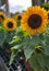 Vertical closeup shot of sunflowers planted in the pots