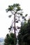 Vertical closeup shot of tall-growing trees under a clear blue sky