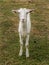 Vertical closeup shot of a tame white goat staring at the camera