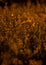 Vertical closeup shot of thistles growing in the field during the golden sunset