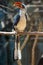 Vertical closeup shot of a toucan perched on a tree branch with a blurred background