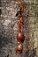 Vertical closeup shot of the tree trunk secreting amber yellow resin