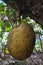 Vertical closeup shot of a tropical jackfruit on the tr