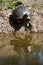 Vertical closeup shot of a turtle reflected on the pond