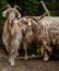 Vertical closeup shot of two light brown goats