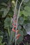 Vertical closeup shot of unbloomed gladiolus arcas flowers