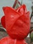 Vertical closeup shot of an unbloomed red rose head with buds