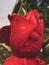 Vertical closeup shot of an unbloomed red rose head with buds