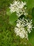 Vertical closeup shot of the white flowers of a Chinese fringe tree