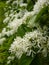 Vertical closeup shot of the white flowers of a Chinese fringe tree