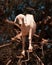 Vertical closeup shot of a white goat on an argan tree in Morocco