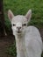 Vertical closeup shot of a white Huacaya alpaca on a grass field