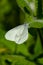 Vertical closeup shot of a white Leptidea Sinapis butterfly sitting on a flower in a garden