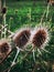 Vertical closeup shot of wild teasel growing in the greenery