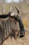 Vertical closeup shot of a wildebeest in its habitat