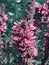 Vertical closeup shot of wilting pink purple loosestrife flowers