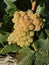 Vertical closeup shot of wine grape clusters, harvest at a winery in Temecula, California