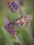 Vertical closeup shot of a Zerynthia rumina butterfly on a lavender