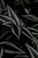 Vertical closeup of silver inch plant foliage. Tradescantia zebrina.