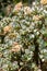 Vertical closeup of the silver jade plant, Crassula arborescens. Selected focus.