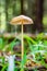 Vertical closeup of a small brown mushroom. Conocybe siliginea.