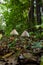 A vertical closeup of a small brown mushroom Conocybe siliginea