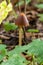 A vertical closeup of a small brown mushroom Conocybe siliginea