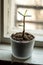 Vertical closeup of a small good luck succulent plant with green leaves growing in a glass pot with organic, natural