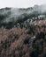 Vertical closeup of a snowy forested mountain, foggy gloomy sky background