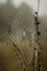 Vertical closeup of spider web between two stems in a gloomy morning