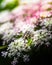 Vertical closeup of a spotted house fly, Graphomya maculata on wild Angelica flowers