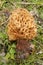 Vertical closeup on a Spounge morel mushroom , Morchella esculenta in a grassland