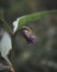 Vertical closeup of Symphytum officinale (true comfrey) growing on a green shrub