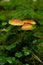 Vertical closeup of tree Cortinarius growing together with grass blurred background