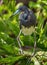 Vertical closeup of a tricolored heron, Louisiana heron captured standing in a green environment