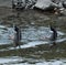 Vertical closeup of two diving mallards.