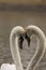 Vertical closeup of two white swans courting