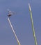 Vertical closeup of a vagrant darter on a plant